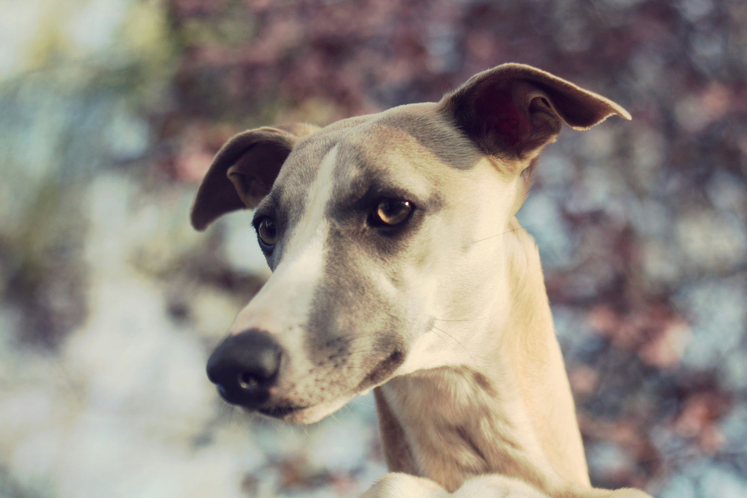IG  / Whippet